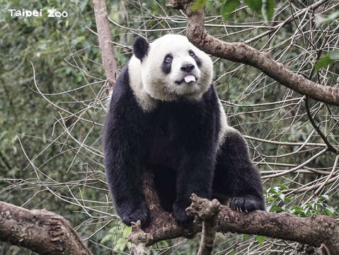 「圓寶」：保育員特製的蛋糕應該很好吃！(圖片來源：臺北市立動物園)