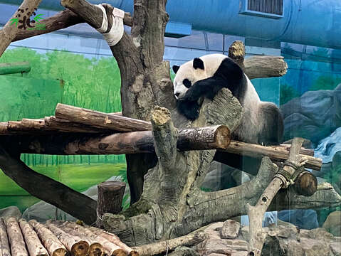 假孕中的大貓熊圓仔現在是名符其實的趴趴熊(圖片來源：臺北市立動物園)