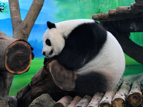 假孕中的大貓熊圓仔懶洋洋活力低(圖片來源：臺北市立動物園)