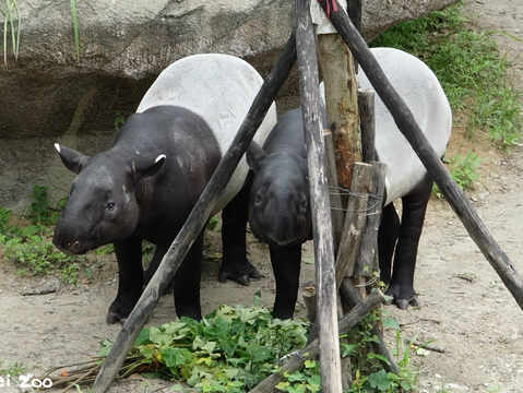 左貘克、右貘芳(圖片來源：臺北市立動物園)