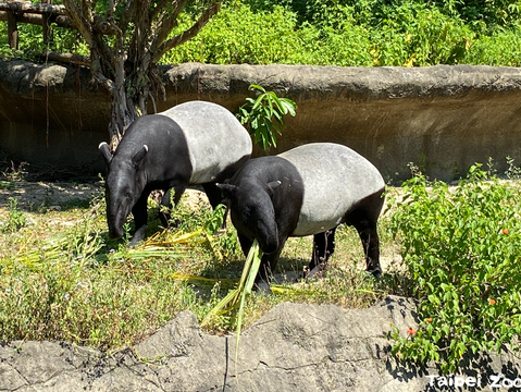 左貘莉、右貘克(圖片來源：臺北市立動物園)