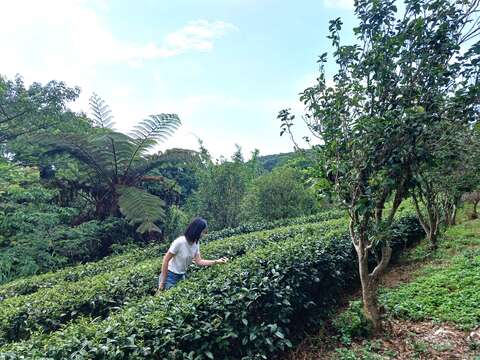 漫遊農村茶園(圖片來源：臺北市政府工務局大地工程處)