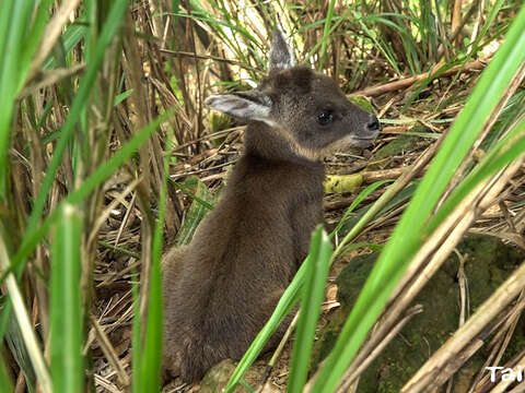 野山羊寶寶薇寶隱身草叢中(圖片來源：臺北市立動物園)