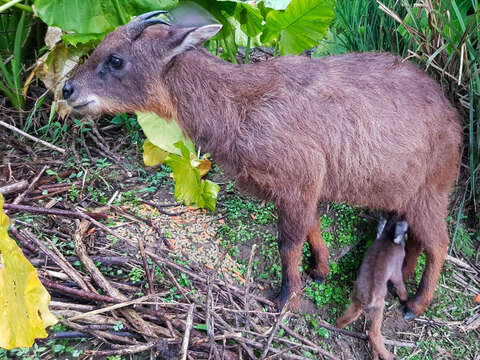剛出生的野山羊寶寶薇寶喝奶中(圖片來源：臺北市立動物園)