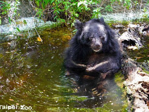 35歲的黑熊熊瑞「小熊」浴水中(圖片來源：臺北市立動物園)
