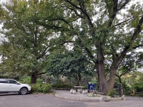 導覽終點—紅壇廣場楓香姊妹樹，將在此舉辦步道音樂會及發送民眾紀念品(圖片來源：臺北市政府工務局大地工程處)