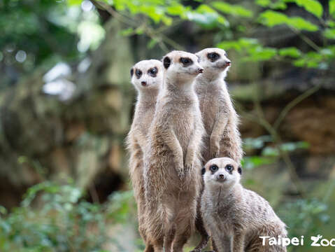 Meerkat狐獴表示期待大家用雙語來介紹我(圖片來源：臺北市立動物園)