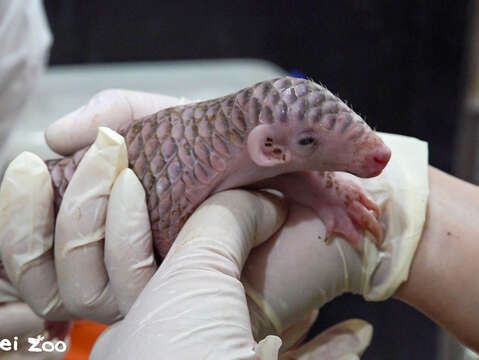 為出生1週的「膏夏」測量形質(圖片來源：臺北市立動物園)