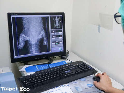 從X光片可以看到穿山甲「士林」的斷肢斷尾及骨折狀態(圖片來源：臺北市立動物園)