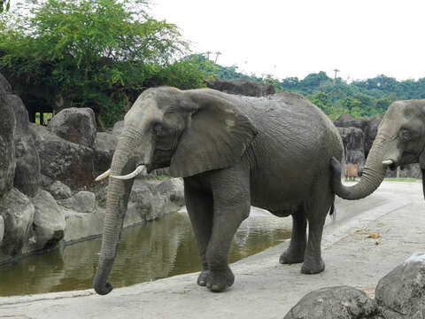非洲象的遷徙旅程面臨著覬覦象牙的盜獵者是非洲象生存的最大危機(圖片來源：臺北市立動物園)