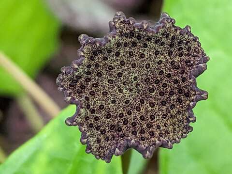 花序表面深紫、黑褐色,花序梗長10公分以上,盤狀花檯上密布顆粒。(圖片來源:臺北市政府工務局公園路燈工程管理處)