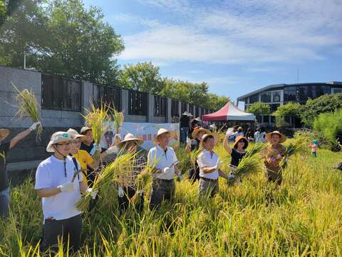 往年收割體驗活動(圖片來源：臺北市政府工務局大地工程處)