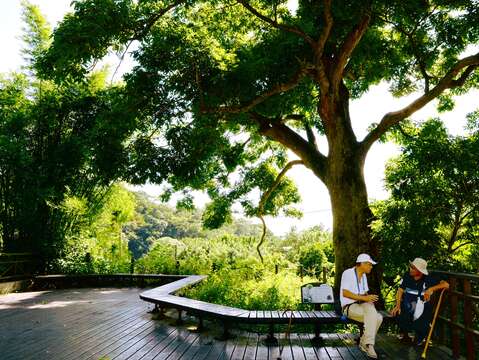 百年無患子老樹平台(圖片來源：臺北市政府工務局大地工程處)