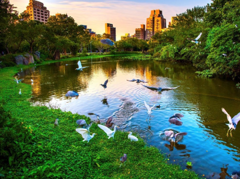 大安森林公園大生態池是最佳欣賞野鳥的景點(圖片來源：臺北市政府工務局公園路燈工程管理處)