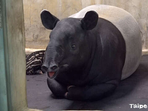 Putri和貘寶寶(圖片來源：臺北市立動物園)