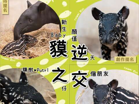 貘逆之交_徵名中(圖片來源：臺北市立動物園)
