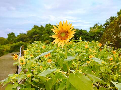 向日葵花田近照(圖片來源：臺北市政府工務局大地工程處)