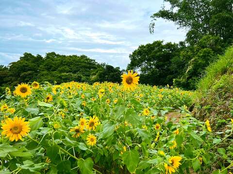 梯田花景(圖片來源：臺北市政府工務局大地工程處)