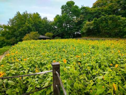 明鏡池池畔花況(圖片來源：臺北市政府工務局大地工程處)