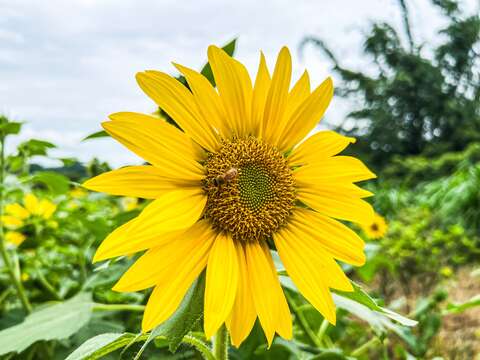 向日葵與蜜蜂近照(圖片來源：臺北市政府工務局大地工程處)