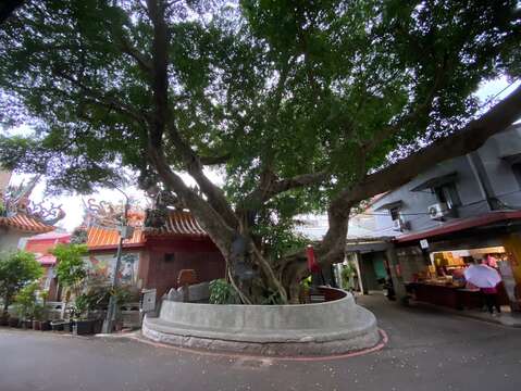 長慶榕樹(廟)_250年老樹(圖片來源：臺北市政府文化局)