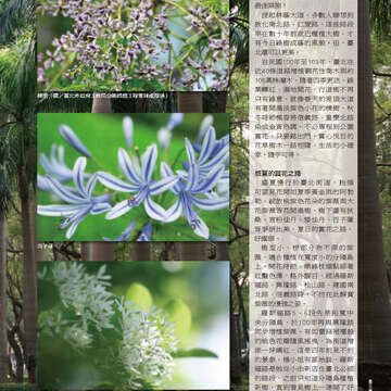 臺北畫刊559期(103年08月)-13
