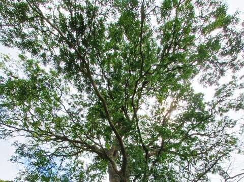 百年朴樹(圖片來源：臺北市政府工務局大地工程處)