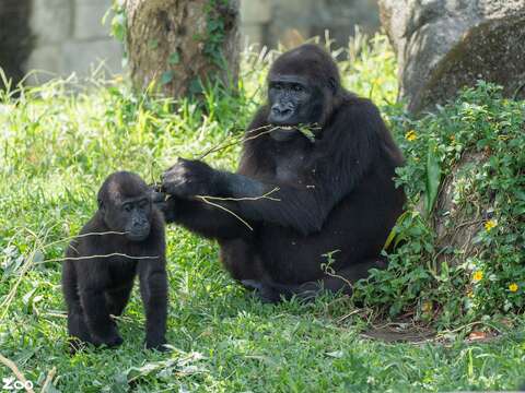 當天與任一主題動物合影、上傳公開在個人FB臉書分享並標示「#臺北市立動物園109周年生日快樂」者,出示手機畫面即可於遊客服務中心兌換精美小禮物當天與任一主題動物合影、上傳公開在個人FB臉書分享並標示「#臺北市立動物園109周年生日快樂」者,出示手機畫面即可於遊客服務中心兌換精美小禮物(圖片來源:臺北市立動物園)