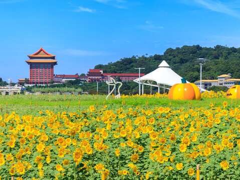 一整片金黃色的燦爛花海超療癒(圖片來源:臺北市政府工務局水利工程處)