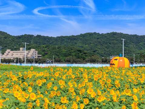 北市大佳河濱花海登場 第一波向日葵花海爆炸盛開(圖片來源:臺北市政府工務局水利工程處)