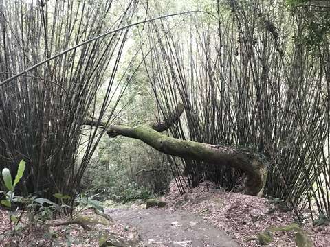 P48-51#寫真-坪頂古圳步道(士林)@羅紓筠