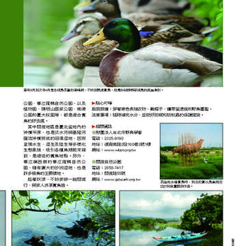 臺北畫刊538期-43
