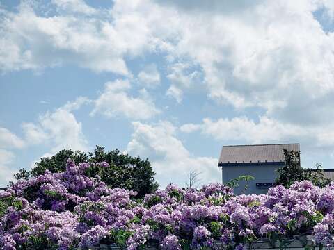 迪化休閒運動公園盛開的蒜香藤與藍天(圖片來源：臺北市政府工務局衛生下水道工程處)