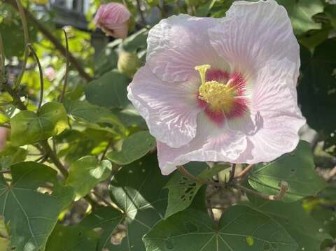 山芙蓉正值開花季節(圖片來源：臺北市政府環境保護局)