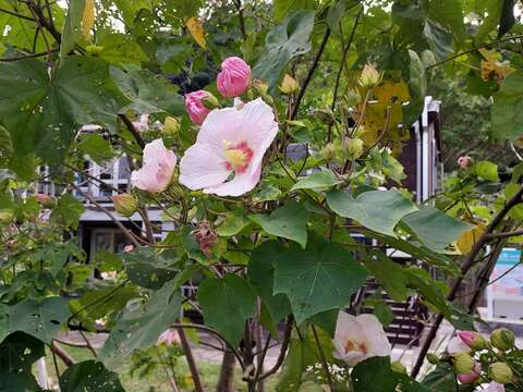 目前園區內的山芙蓉也已陸續綻放(圖片來源：臺北市政府環境保護局)