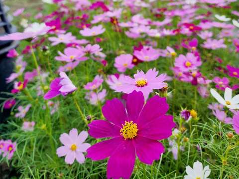 百花齊放、燦爛奪目(圖片來源：臺北市政府環境保護局)