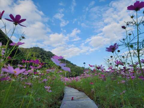 臺北市環保局山水綠生態公園內，有種植四季皆宜的波斯菊及百日草(圖片來源：臺北市政府環境保護局)