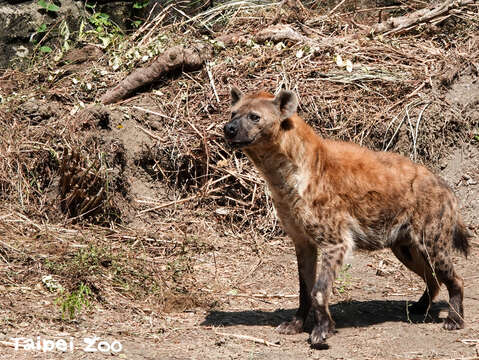 斑點鬣狗「小白」探索新戶外活動場(圖片來源:臺北市立動物園)