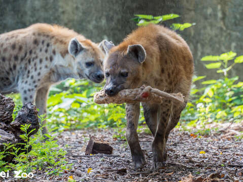 斑點鬣狗叼著特製的麻布袋造型行豐玩具(圖片來源：臺北市立動物園)