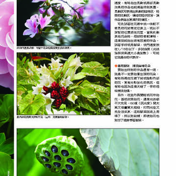 臺北畫刊第530期_29