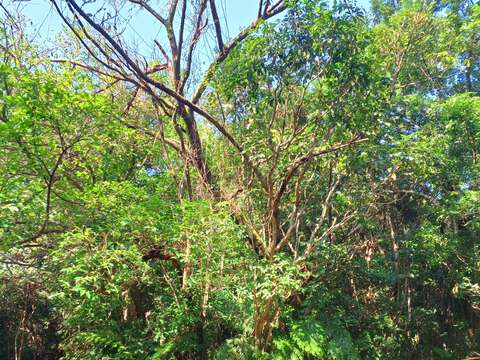 烏心石老樹(圖片來源：臺北市政府工務局大地工程處)