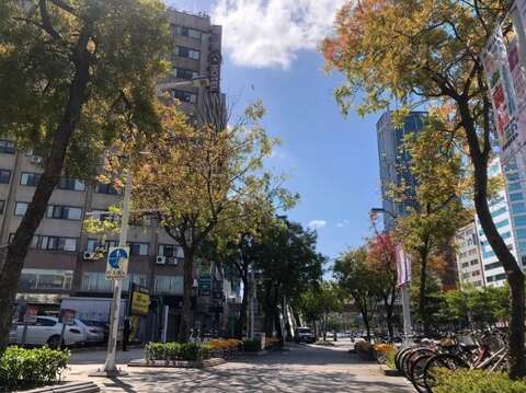 徜徉於人行道區體驗孔木橘紅變(圖片來源：臺北市政府工務局公園路燈工程管理處)