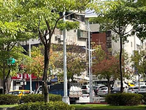 黃連木黃橘紅變葉呈現(圖片來源：臺北市政府工務局公園路燈工程管理處)