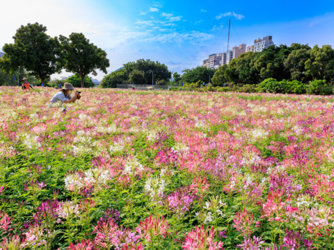 古亭河濱公園醉蝶花海