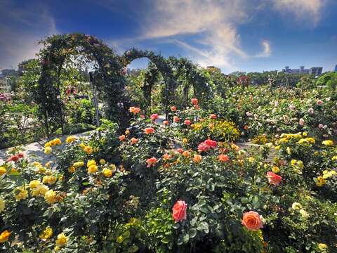 2024 Taipei Rose Festival