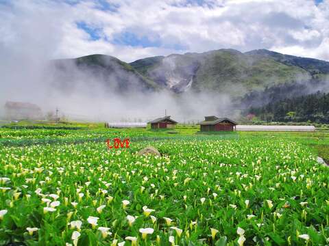 竹子湖3-4月白色海芋花海浪漫綻放