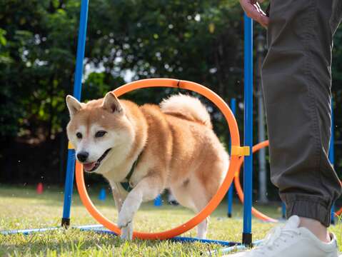 臺北動保教育月系列活動：活動代言人「柴犬Nana和阿楞的一天」的Nana挑戰「毛孩跑跑集章活動」。