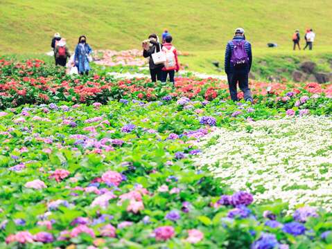 大溝溪花海 已吸引眾多遊客前來賞花(圖片來源：臺北市政府工務局水利工程處)