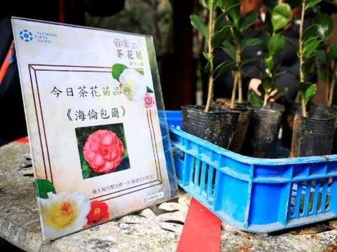 台北ツバキ展が1/5開幕 あでやかな花々をお見逃しなく