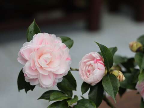 台北ツバキ展が1/5開幕 あでやかな花々をお見逃しなく